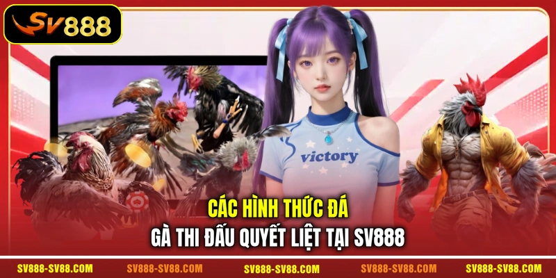 Các hình thức đá gà thi đấu quyết liệt tại SV888