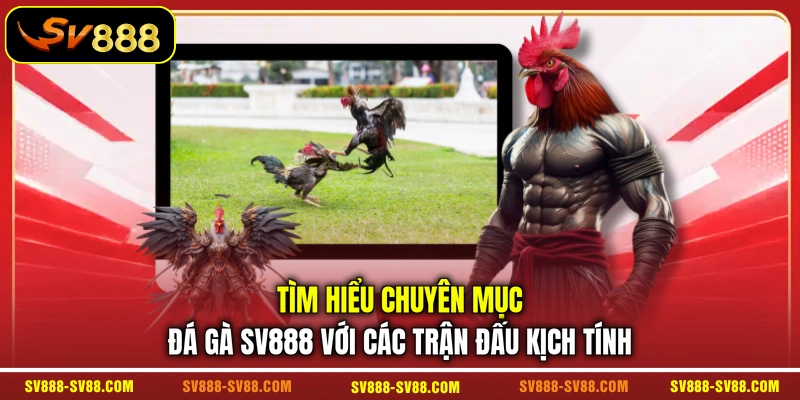 Tìm hiểu chuyên mục đá gà SV888 với các trận đấu kịch tính